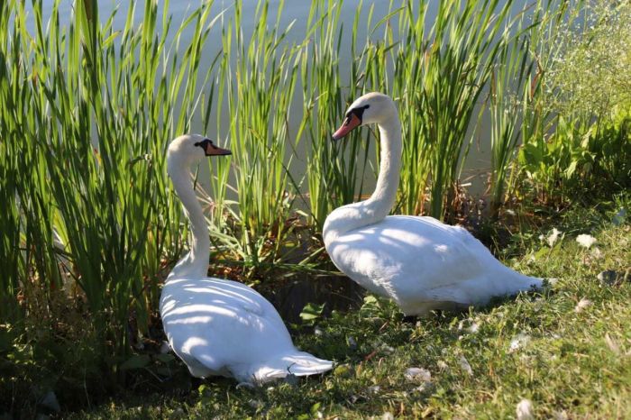 Safari Parkı "Arkuda"