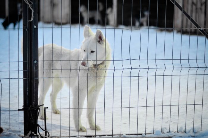 Husky merkezi "Taş Kapıda"