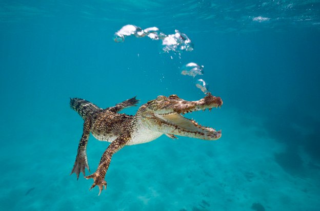 Timsah çiftliği "Crocodileville"