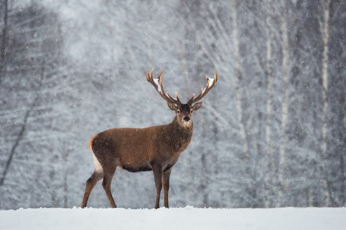 Fidanlıklar ve eko-çiftlikler