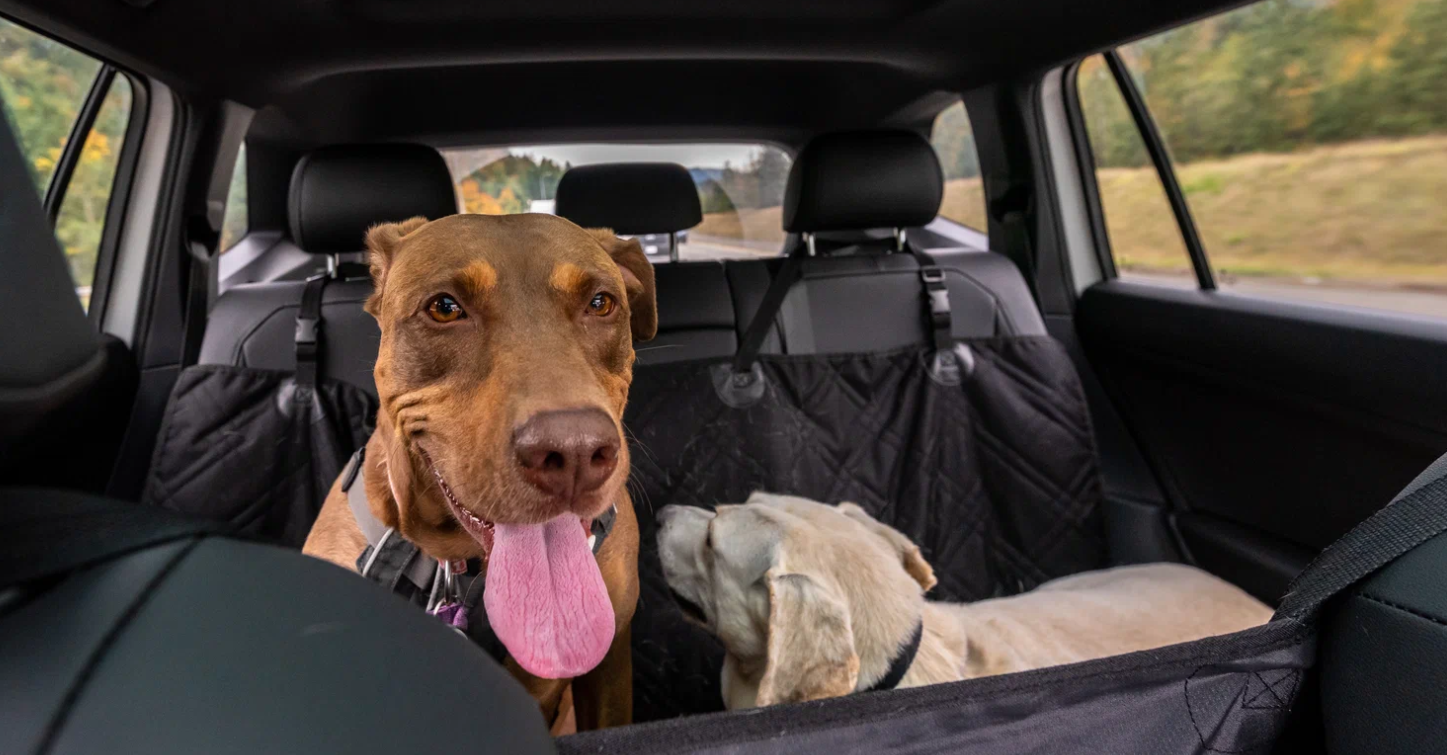 Путешествуем с питомцем по Свердловской области