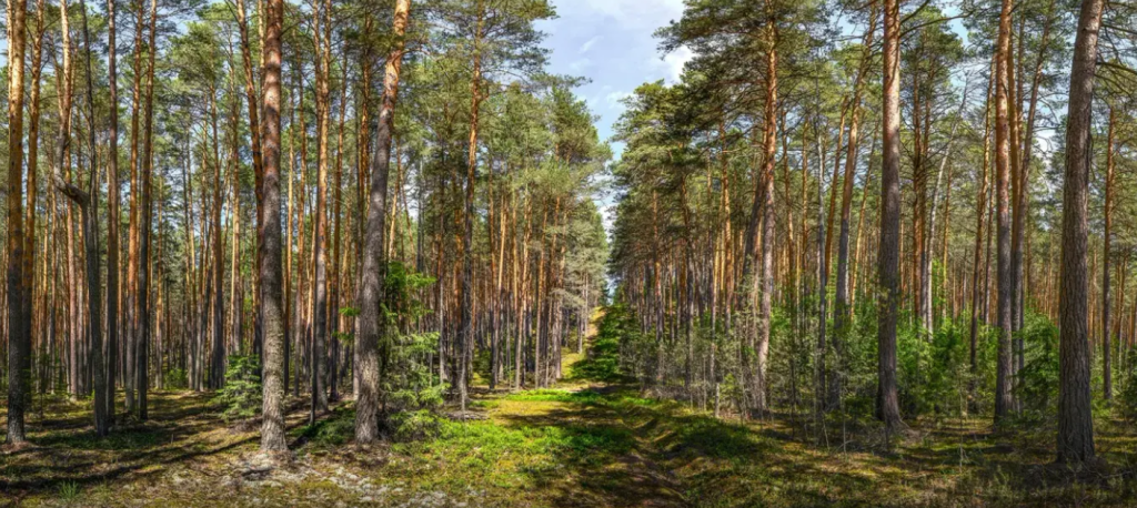 Припышминские бобры.png