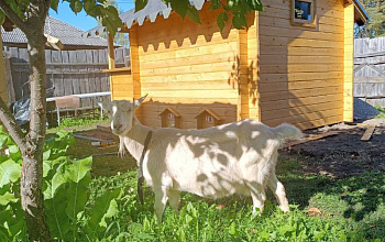 Агротуристический комплекс «Мед с пасеки» 